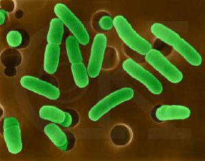 Fecal Coliform...